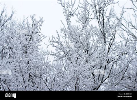 Twigs Covered In Snow Stock Photo Alamy