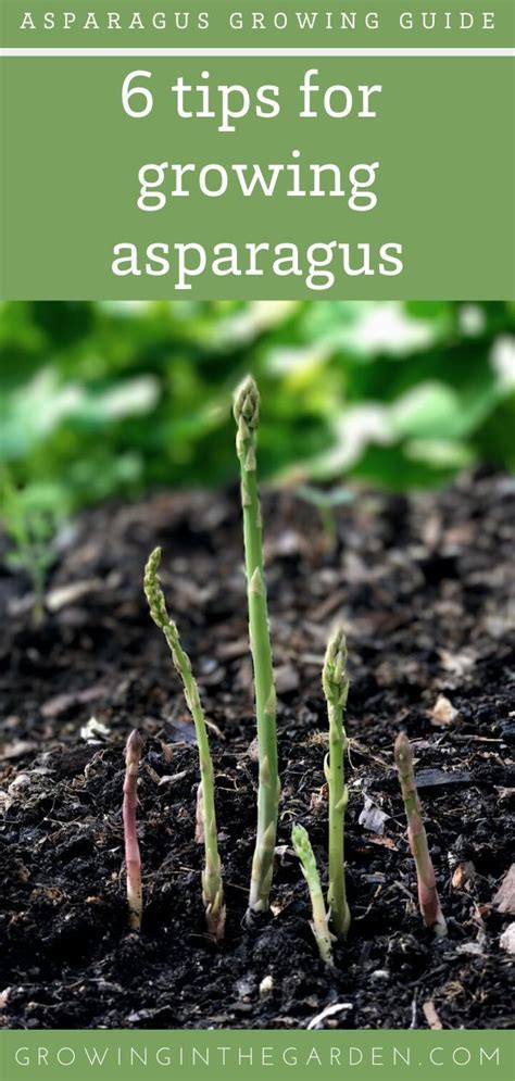 Six Things To Know Before You Plant Asparagus Growing Asparagus