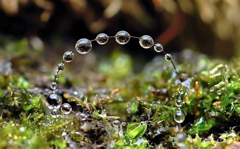 Nature Water Drops Closeup Depth Of Field Macro Leaves Wet Hd