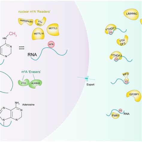 Molecular Composition Of M 6 A Rna Methylation M 6 A Methylation Is A