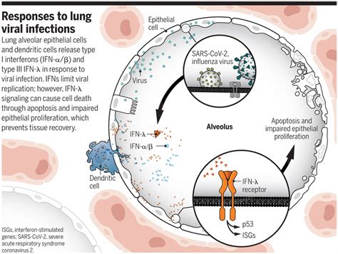 Interferon Responses In Viral Pneumonias Science