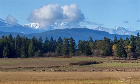 Protect Land Forever North Olympic Land Trust