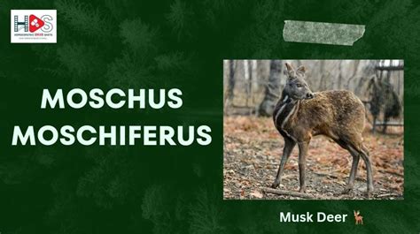 Moschus Moschiferus | Homeopathic Materia Medica | HDS - Homeopathic ...