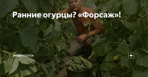 Ранние огурцы? «Форсаж»! | "Ваши 6 соток" с Андреем Тумановым | Дзен