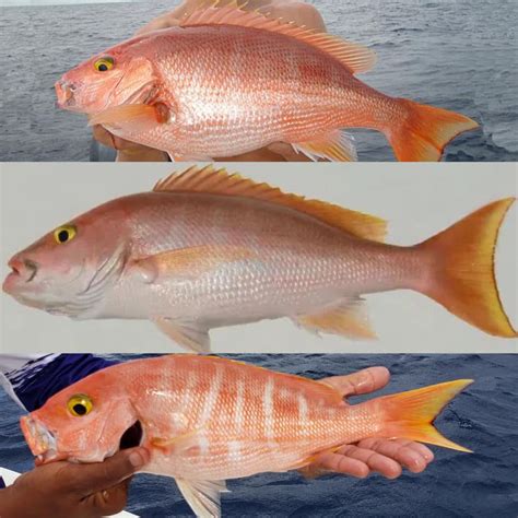 Fish School: Snapper Identification - Coastal Angler & The Angler Magazine