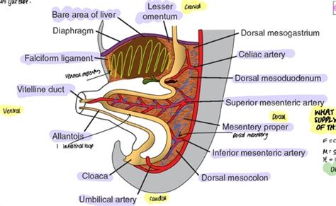 Lec 6 Embryology Of The GI Tract Foregut Flashcards Quizlet