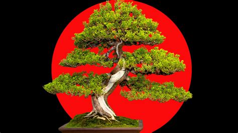 how big does a bonsai tree grow 5