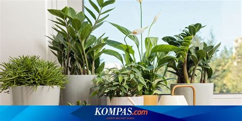 Rekomendasi Tanaman Hias Indoor Beserta Manfaatnya