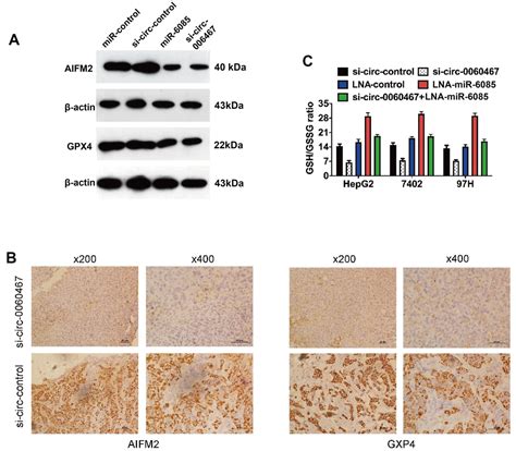 Circ Sponges Mir To Promote Hepatocellular Carcinoma