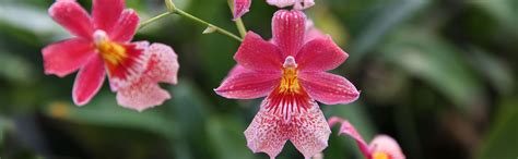 Fun Facts About Orchids Clearskylearning