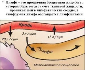 Как делать лимфодренажный массаж при лимфостазе нижних конечностей