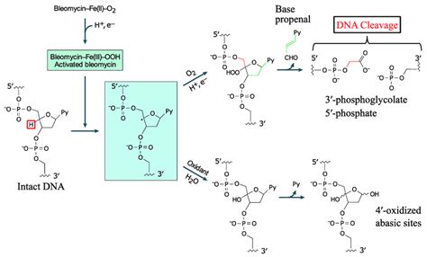 Mechanism Of Bleomycin Mediated Dna Cleavage The Bleomycin Feiii Ooh