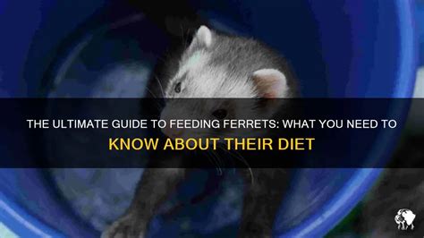 The Ultimate Guide To Feeding Ferrets What You Need To Know About