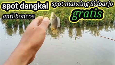 Spot Dangkal Mancing Liar Di Sidoarjo Spot Gratis Di Sidoarjo Youtube