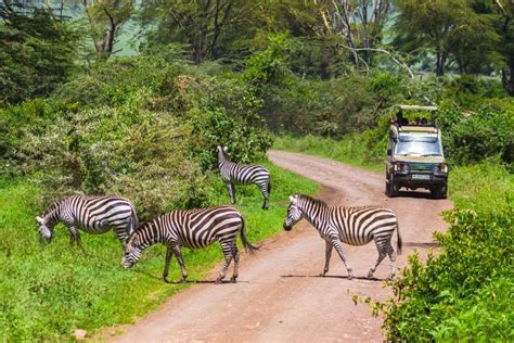 Tanzania Safari: The Most Common Questions Answered | SafariBando