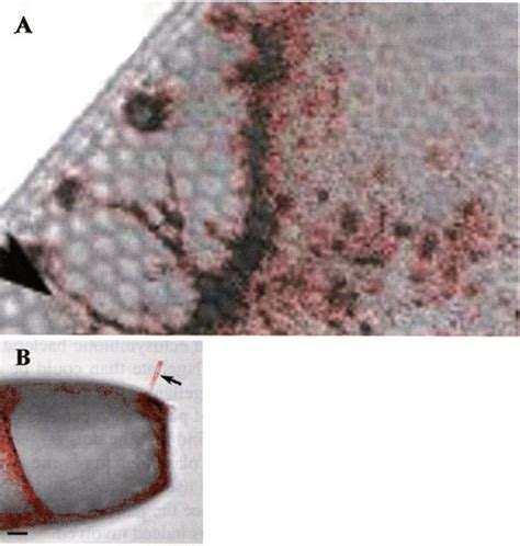 A. Localisation of dye FM1-43 in a plasmolysed cell of Coscinodiscus... | Download Scientific ...