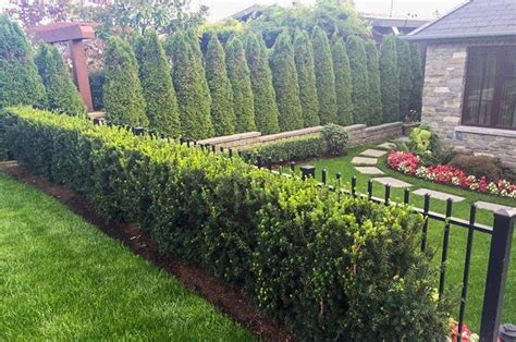 Evergreen Shrubs For Shade Top 17 Choices Plantingtree Shade Shrubs Privacy Landscaping