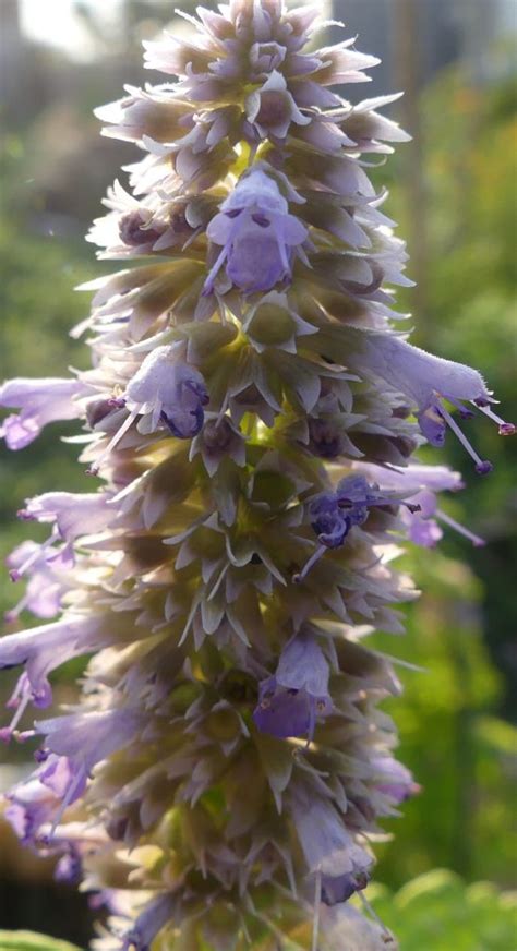 Agastache foeniculum Golden Jubilee Les arômes du grès