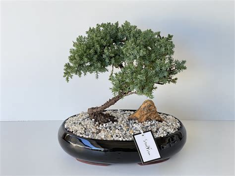 Bonsai Wikipedia Informacionpublicasvetgobgt