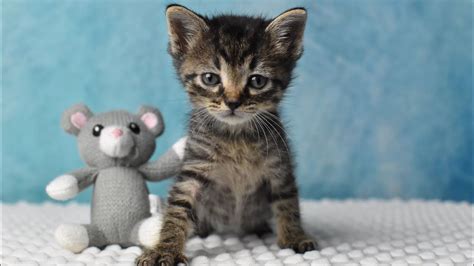 Tiny Tabby Kitten Demands Cuddles Youtube