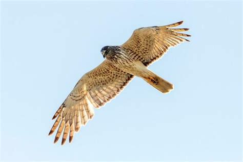 Falcon Flying Stock Photos, Images and Backgrounds for Free Download