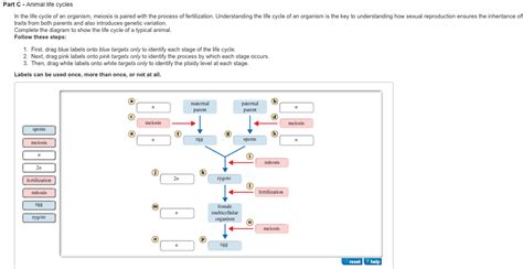 Solved In The Life Cycle Of An Organism Meiosis Is Paired