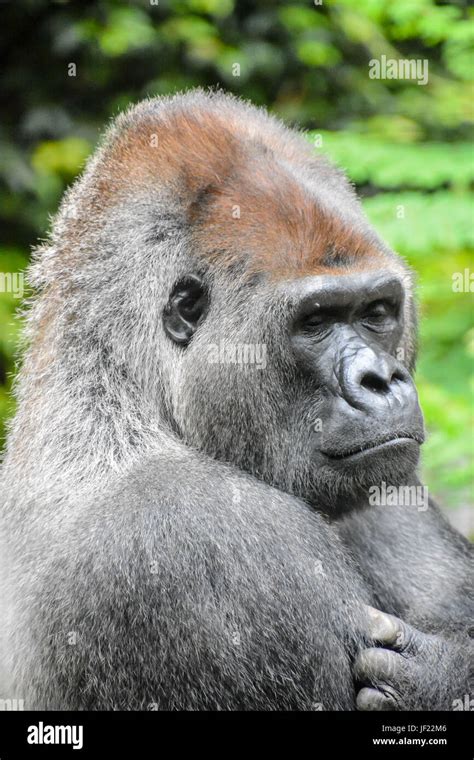 Black back mountain gorilla hi-res stock photography and images - Alamy