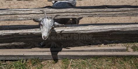 Horned Goat With Head Stuck Through The Wooden Fence Stock Image