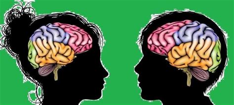 Neurociencia Y Educación El Cerebro Adolescente