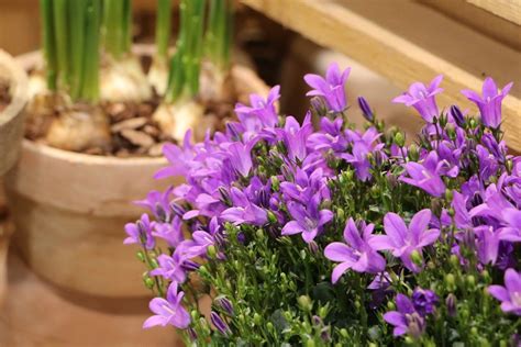 Glockenblumen Campanula Pflege und Überwintern