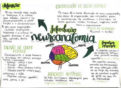 Mapa Mental Neuro Neuroanatomia E Neurofisiologia Hot Sex Picture