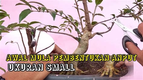 Lagi Pembentukan Bonsai Anput Tahap Awal Gerak Dasar Youtube