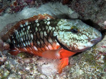 Stoplight Parrotfish Sparisoma Viride Parrotfishes Tropical Reefs