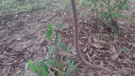 Cobra De Duas Cabe As Ser Mesmo Que Esse Bicho Uma Cobra Mesmo