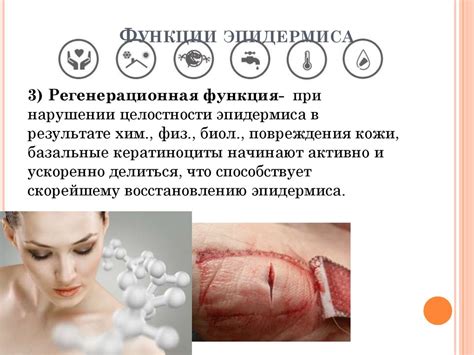 Функции Эпидермиса - презентация онлайн