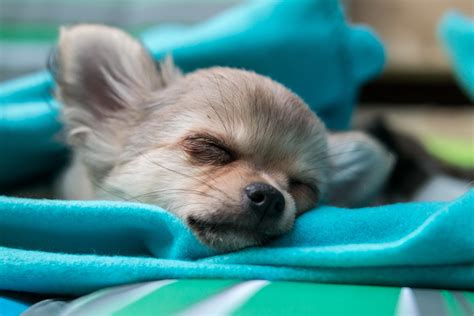 Free Images Puppy Cute Rest Baby Sleep Vertebrate Chihuahua