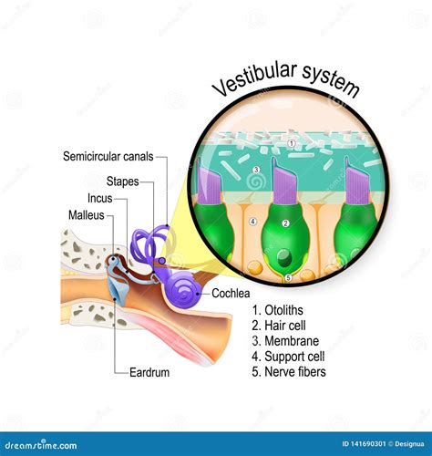 Ear Anatomy Hair Cells