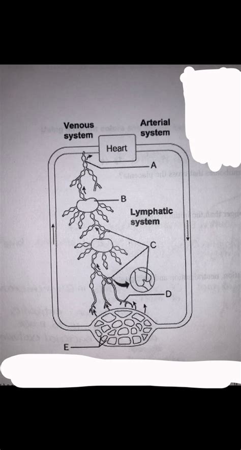 Lymphatic System Diagram Diagram Quizlet