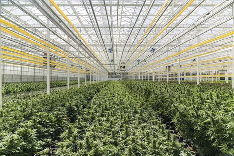 Aphria stock hits 2-year high on record Q2 sales - Mugglehead Magazine