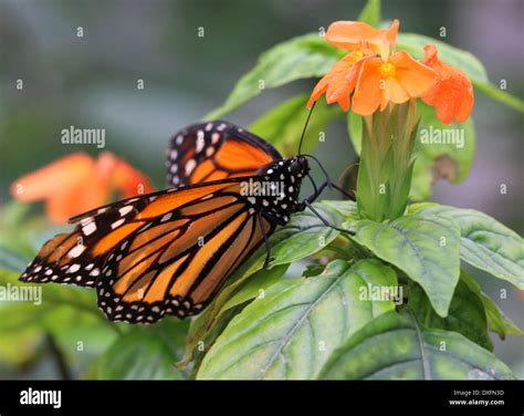 Danaus Plexippus Mariposa Monarca Hi Res Stock Photography And Images