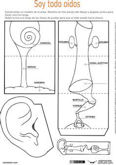 Las Mejores 16 Ideas De Maqueta Del Oido Maqueta Del Oido Organos De