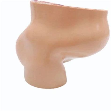 XC 332B Human Female Pelvis Section At 8885 Pelvis Model In Chennai