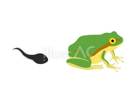 Free Vectors | tadpole and tree frog