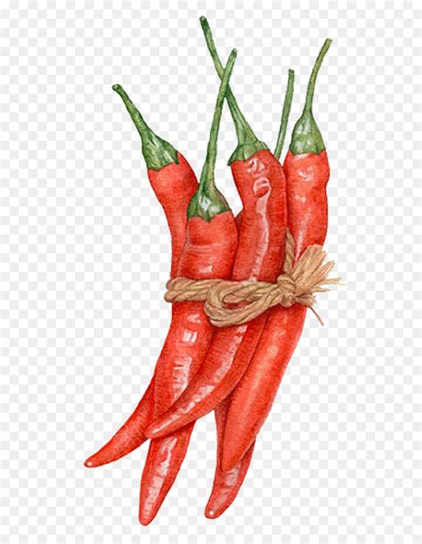 Hot Pepper Drawing At PaintingValley Explore Collection Of Hot Pepper Drawing