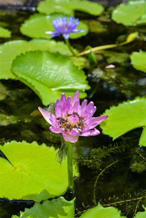 Teratai Daun Bunga Tanaman Foto Gratis Di Pixabay Pixabay