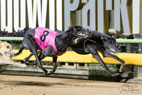 Sandgroper Heavyweights Shine At Sandown Greyhound Recorder