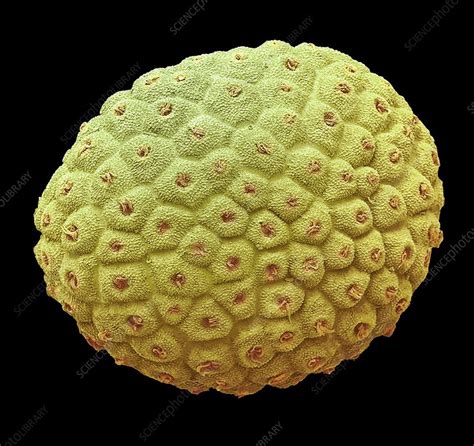 scutellaria seed sem stock image  science photo library