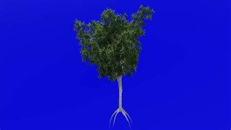 Growing Tree Animation Stock Video Footage for Free Download