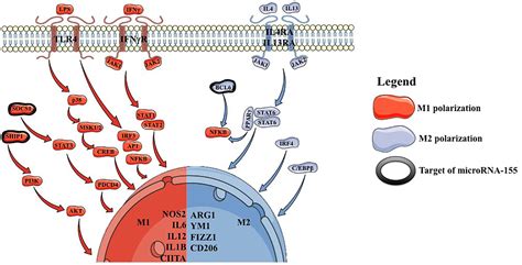 Macrophage Polarization Pathway