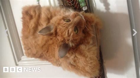 Taxidermy Cat Handbag Sells At Auction In New Zealand Bbc News